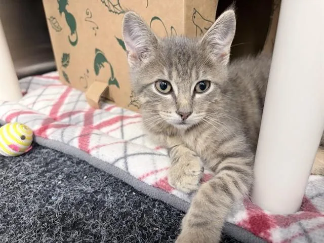A baby small-sized male Domestic Short Hair cat named Irby for adoption in Ames, IA