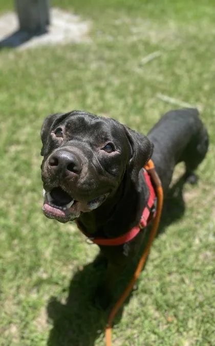 An adult large-sized male Mixed Breed dog named Dj for adoption in Vero Beach, FL