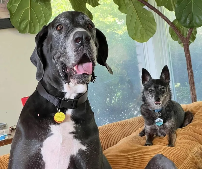 A senior small-sized male Black Chihuahua dog named Harvey for adoption in Columbus, OH