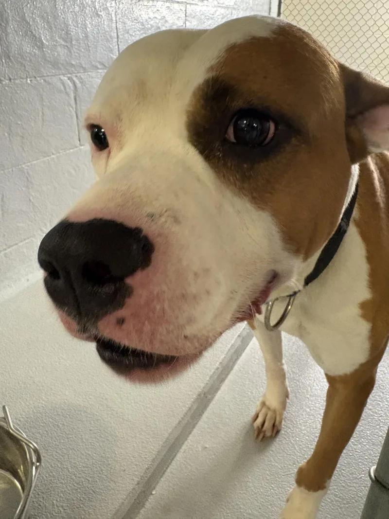 An adult large-sized male Golden American Staffordshire Terrier dog named Brutus for adoption in Ashland, VA