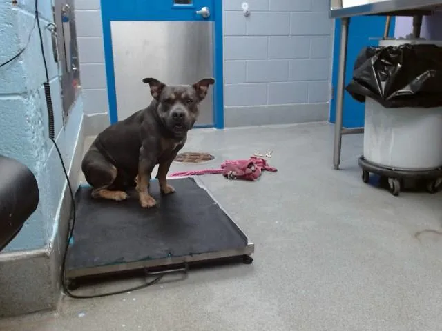 An adult medium-sized female American Bulldog dog named Pink for adoption in Albuquerque, NM