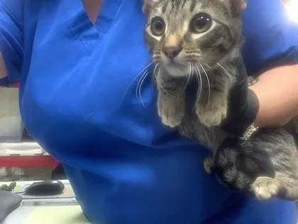 An adult small-sized male Domestic Short Hair cat named 2 for adoption in Fort Worth, TX