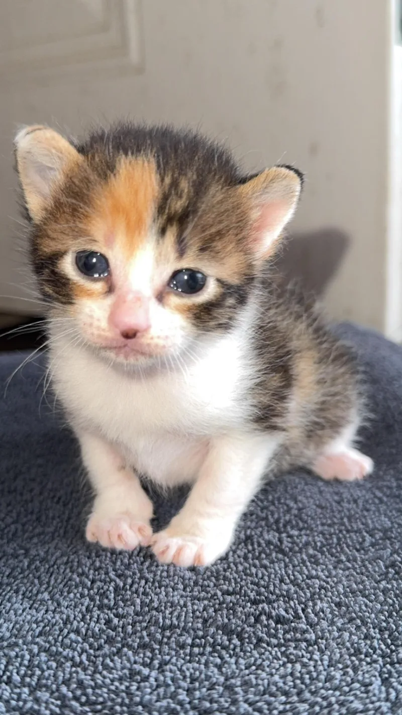 A young medium-sized female Torbie cat named Angie for adoption in Houston, TX