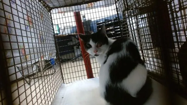 A baby small-sized male Domestic Short Hair cat named Moon for adoption in Miami, FL