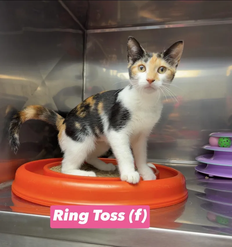 A baby medium-sized female Calico cat named Ring Toss for adoption in Montville, NJ