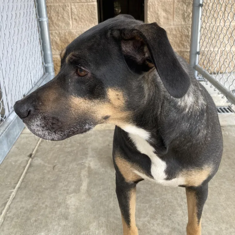 An adult medium-sized female Black Mixed Breed dog named Paulee for adoption in Sand Springs, OK