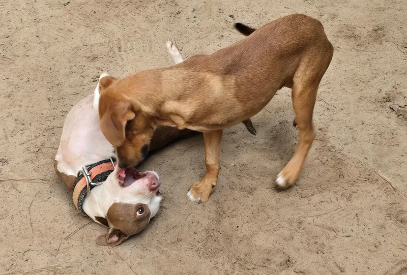 Lil' Red thumbnail 2