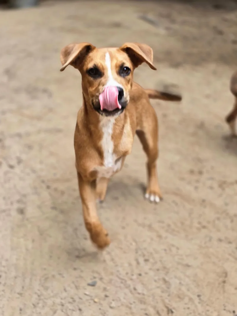 Lil' Red thumbnail 3