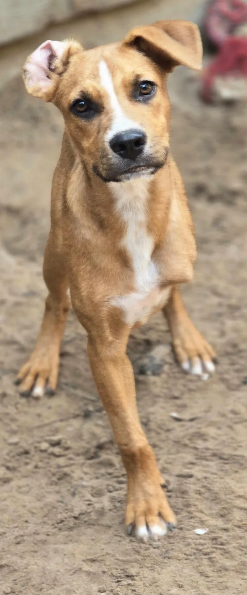 Lil' Red thumbnail 4