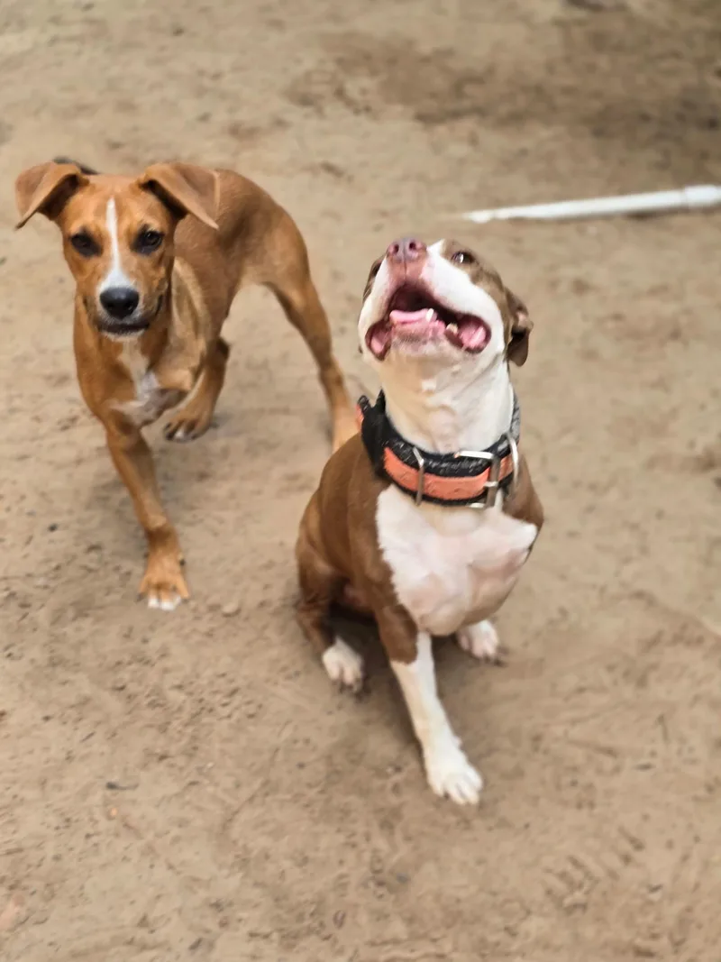 Lil' Red thumbnail 5