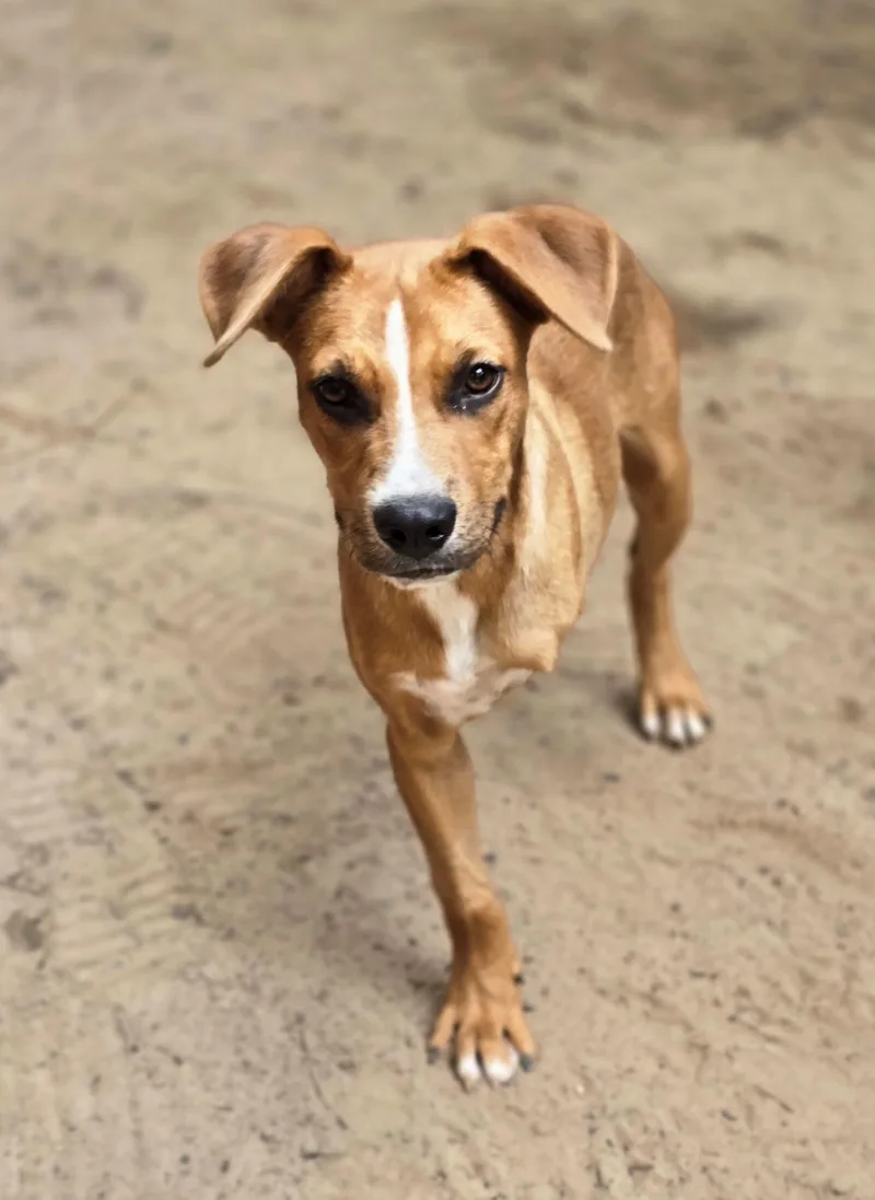 Lil' Red thumbnail 6