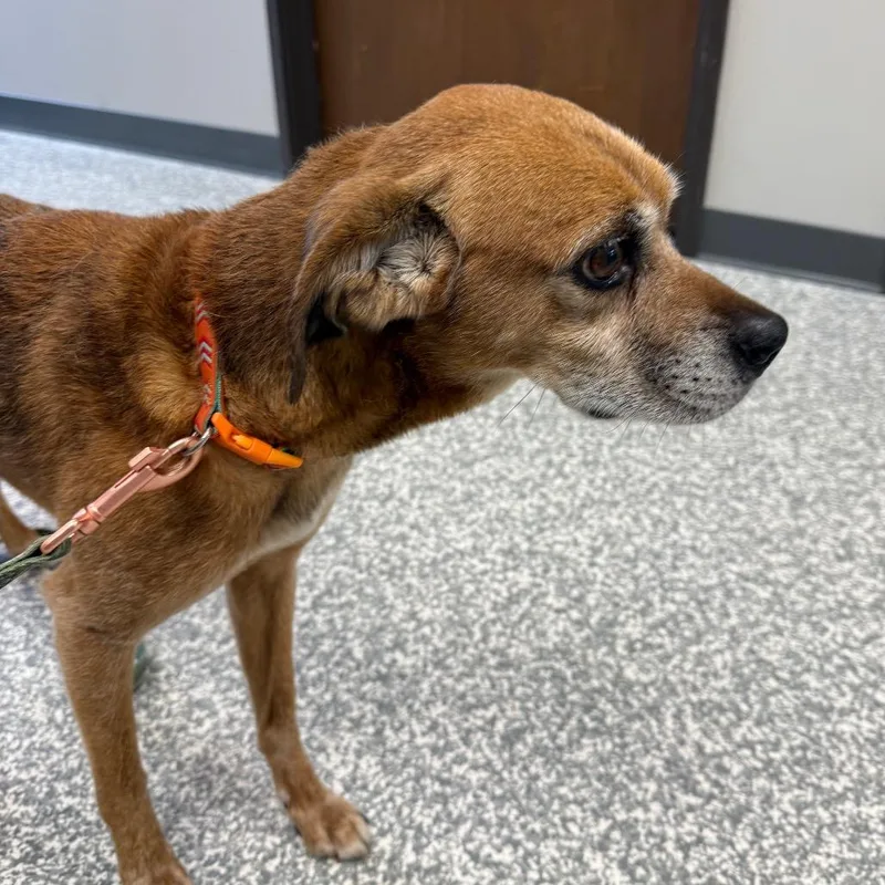 An adult small-sized male Pug dog named Decker for adoption in Carroll, IA