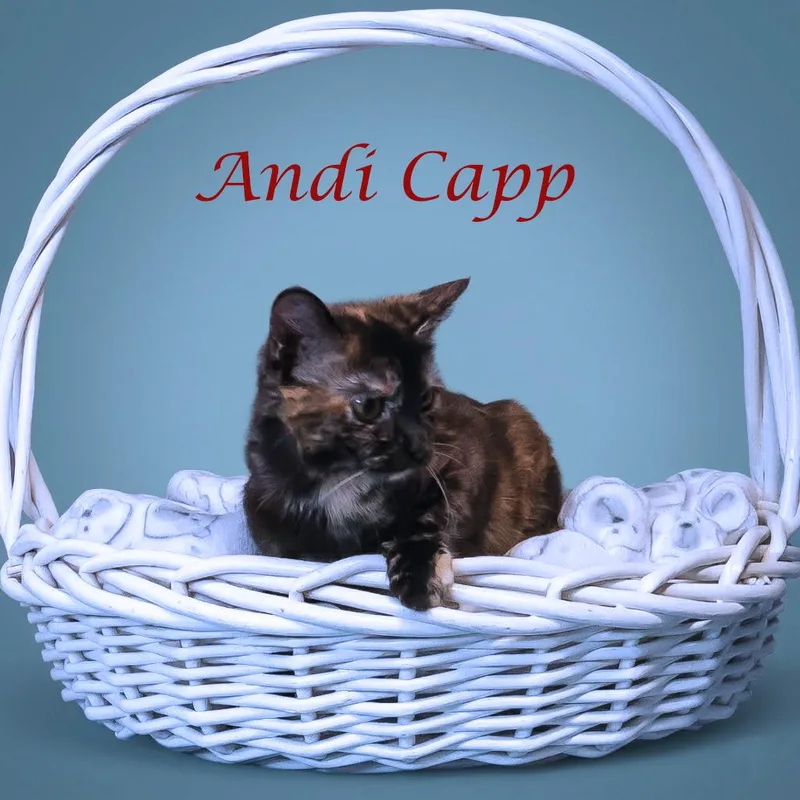 A young medium-sized female Tortoiseshell Domestic Short Hair cat named Andi Capp C for adoption in Lebanon, TN