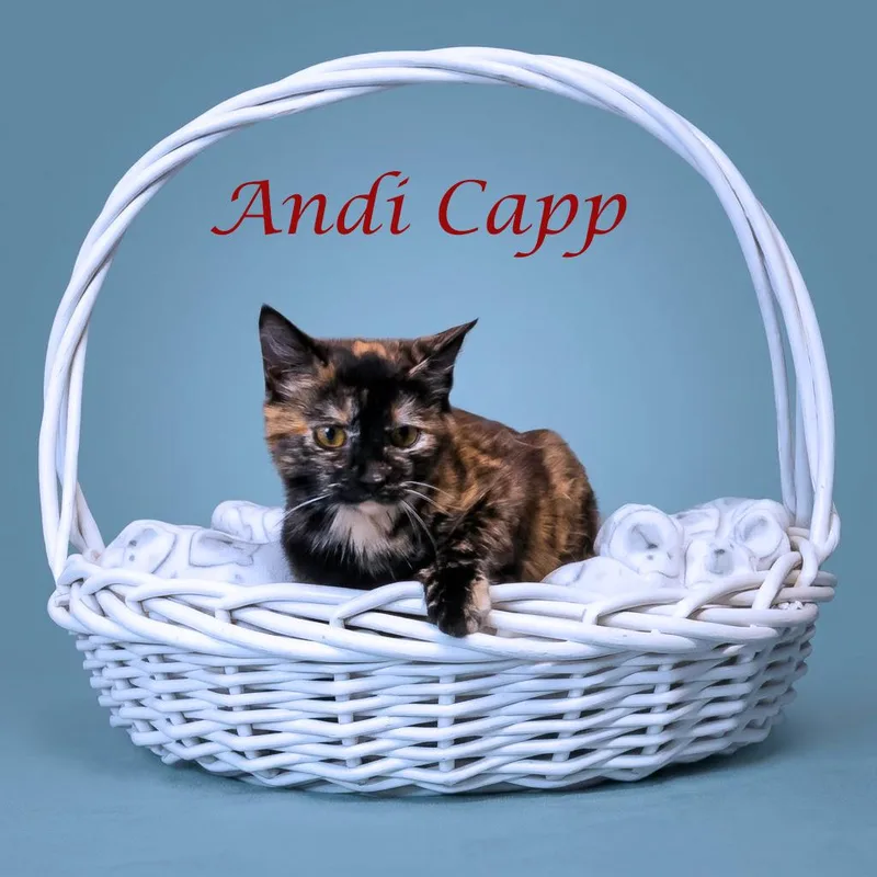 Andi Capp C thumbnail 3
