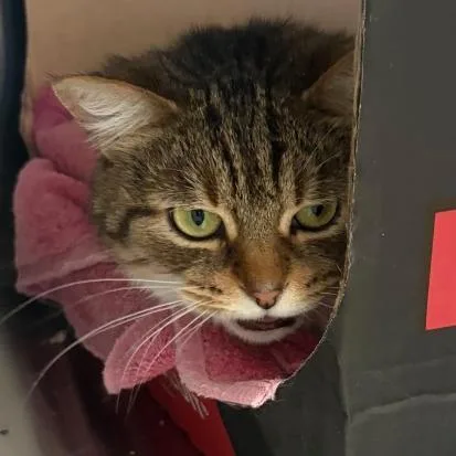 An adult medium-sized female Gray / Blue / Silver Domestic Short Hair cat named Snowbell for adoption in La Grange, KY