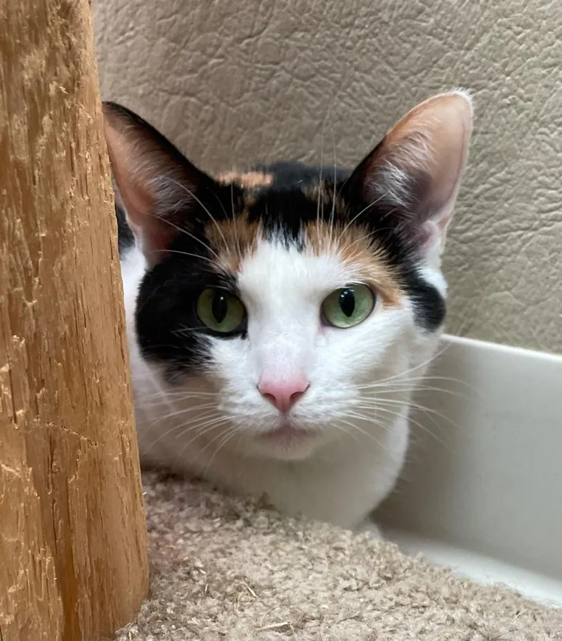 An adult medium-sized female Calico Domestic Short Hair cat named Venus for adoption in Neillsville, WI