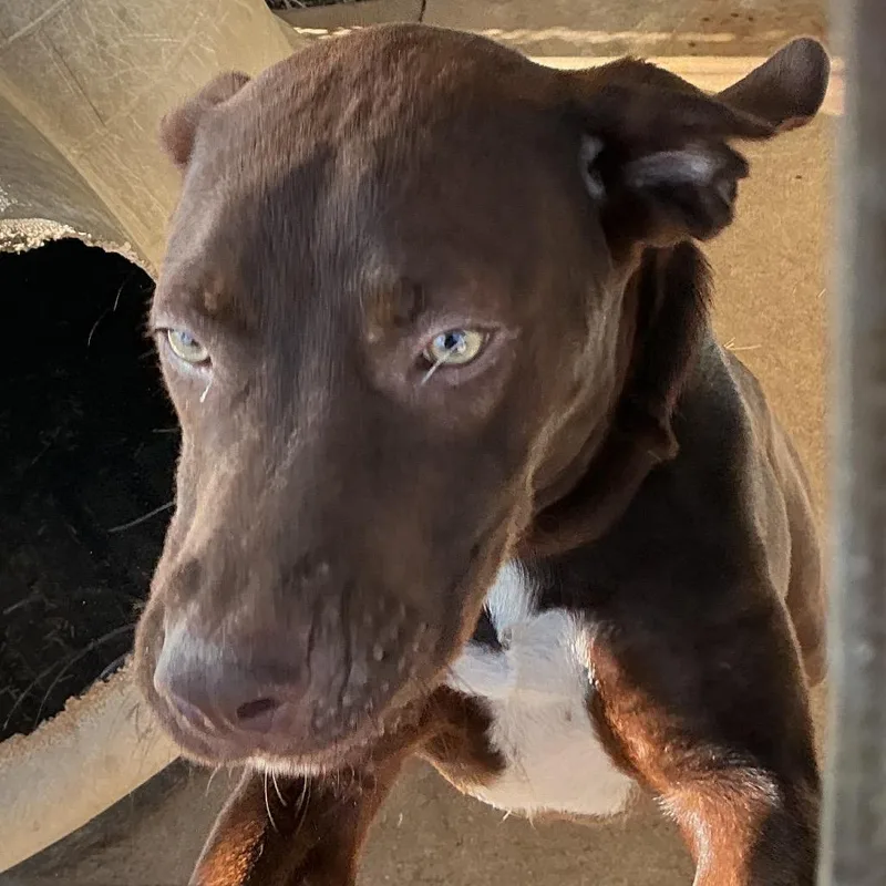 A young medium-sized male Brown / Chocolate Mixed Breed dog named Rebel for adoption in Durant, OK