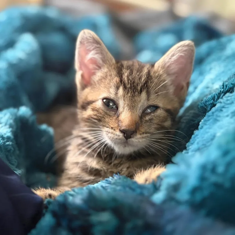 A baby small-sized male Brown / Chocolate Domestic Short Hair cat named Clawde for adoption in Marshall, VA