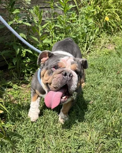 An adult large-sized female English Bulldog dog named Daisy for adoption in New Hope, PA