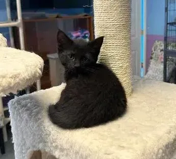 A baby small-sized female Black Domestic Short Hair cat named Chloe for adoption in Woodbridge, VA