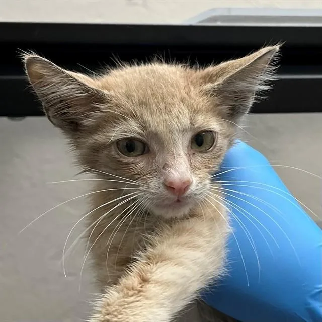 A baby small-sized male Domestic Short Hair cat named Anakin for adoption in Naples, FL