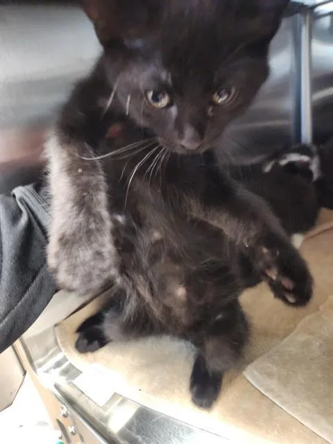 A baby small-sized male Domestic Short Hair cat named Trevor for adoption in Sacramento, CA