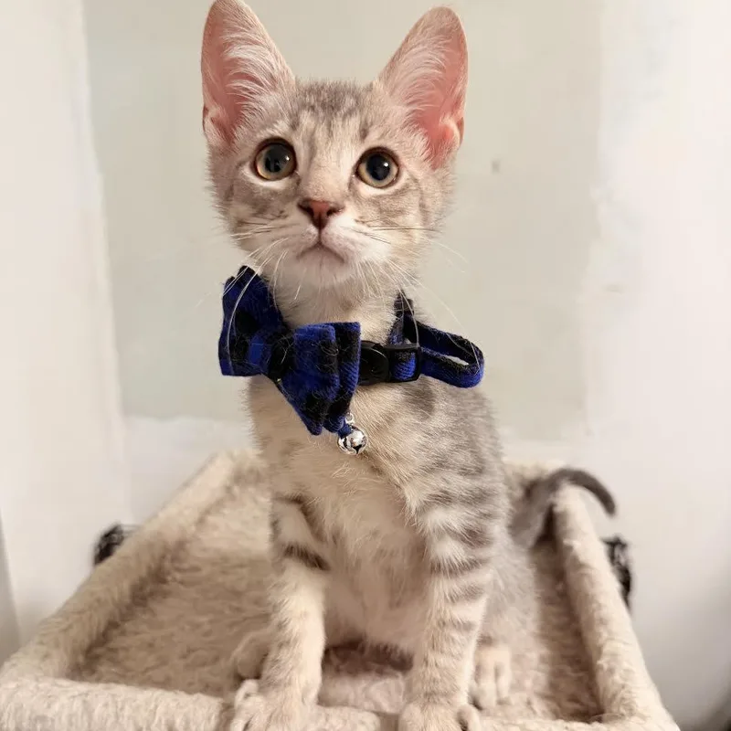 A baby small-sized male Gray / Blue / Silver Russian Blue cat named Nick and Sheba for adoption in Miami, FL