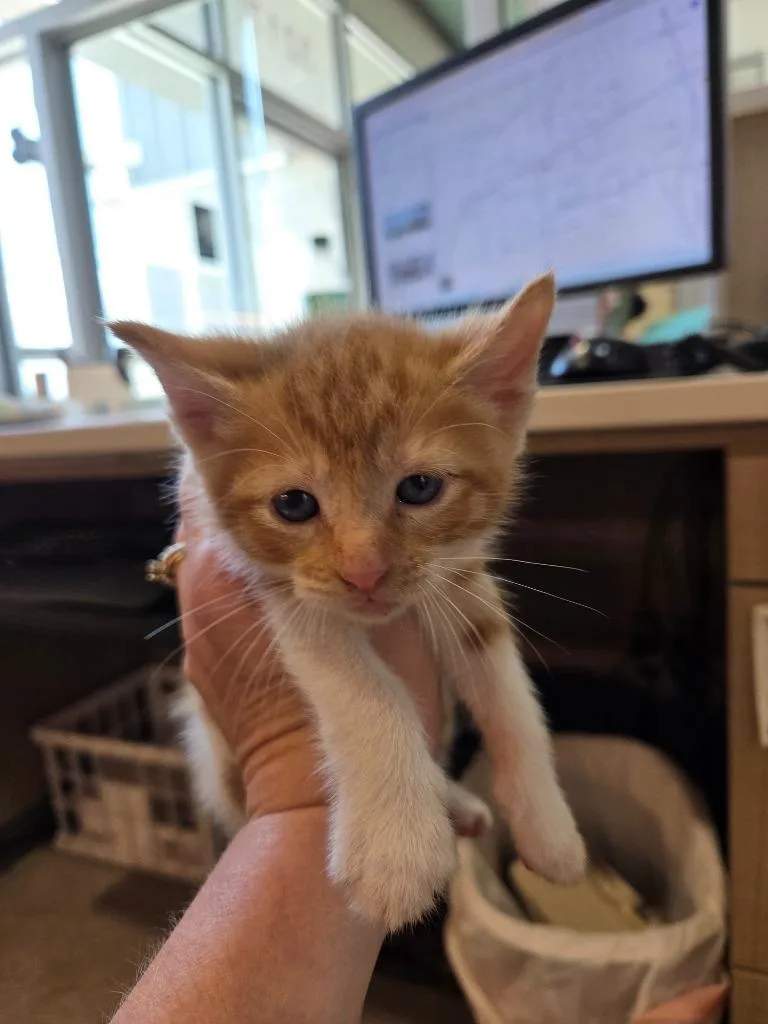 A baby small-sized male Domestic Short Hair cat named Ike for adoption in Bossier City, LA