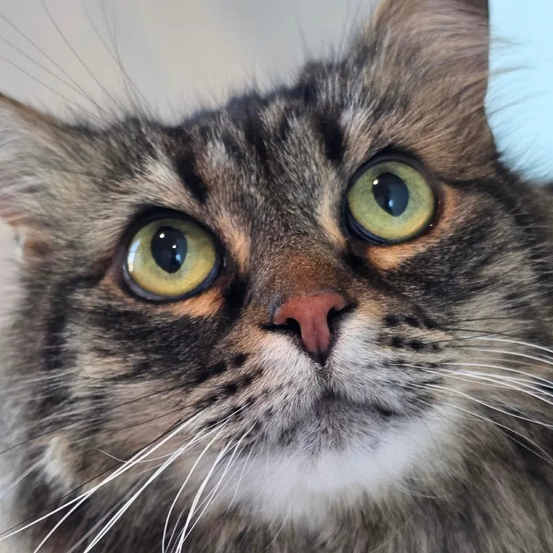 A senior large-sized female Domestic Long Hair cat named VonD for adoption in Port Angeles, WA