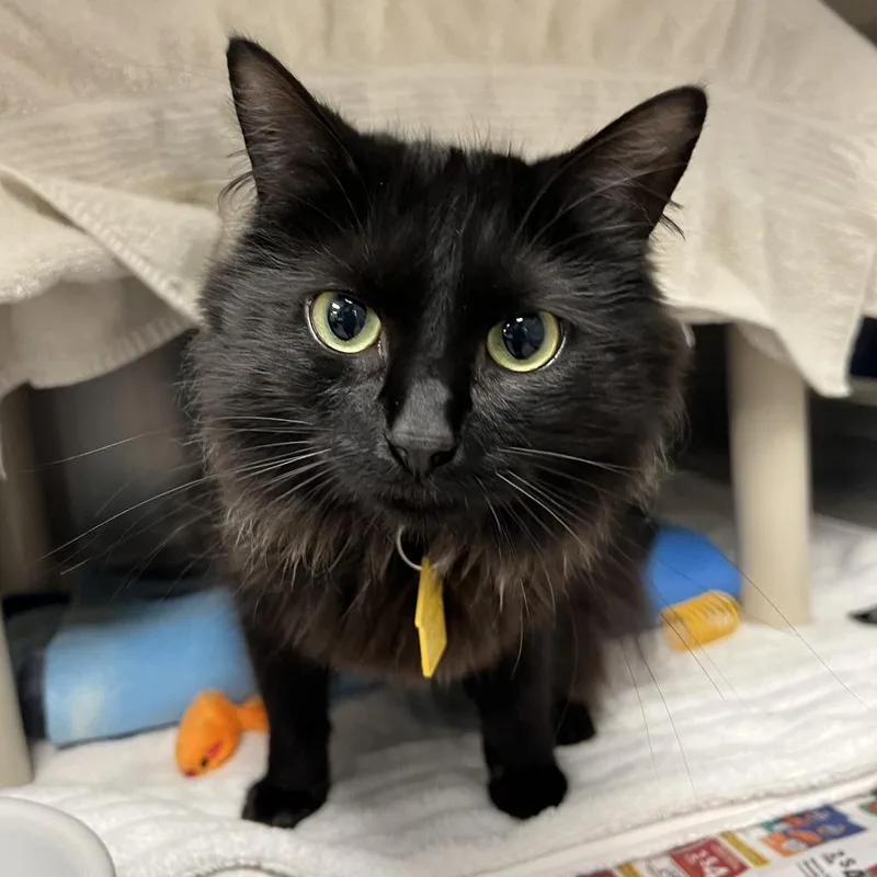 An adult medium-sized female Black Domestic Medium Hair cat named Wednesday for adoption in Springfield, MA