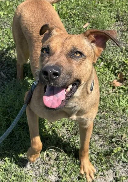 An adult medium-sized female Black Mouth Cur dog named Carrie for adoption in San Antonio, TX