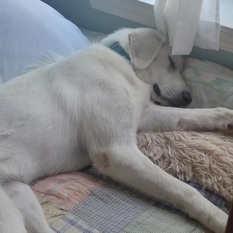 A young medium-sized female White / Cream Mixed Breed dog named Janie for adoption in Skokie, IL