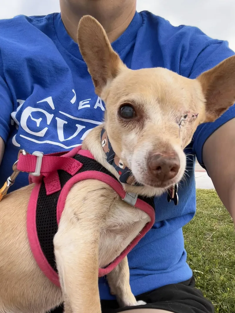 A senior small-sized male White / Cream Chihuahua dog named Herbie for adoption in Las Vegas, NV