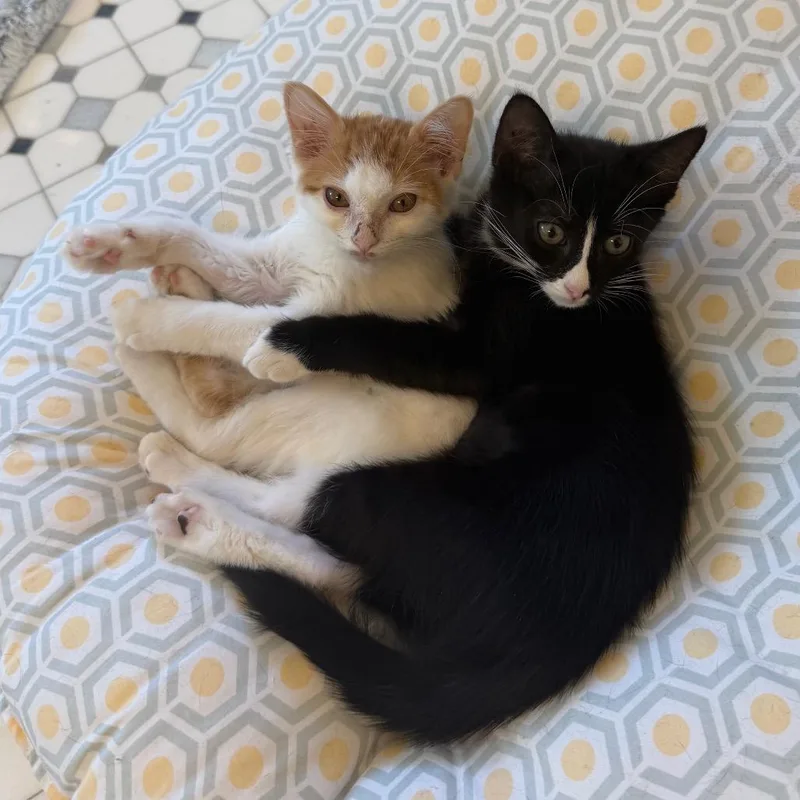 A baby medium-sized female Orange & White American Shorthair cat named Cricket for adoption in Houston, TX