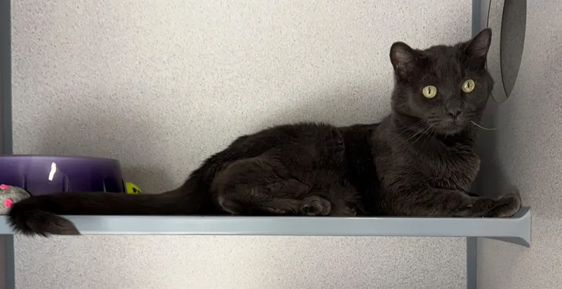 An adult large-sized female Domestic Short Hair cat named Graham for adoption in Gardnerville, NV