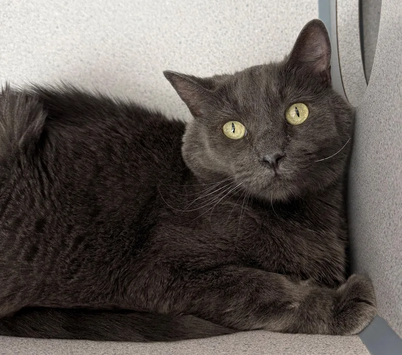 Graham thumbnail 2
