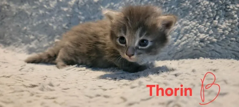 Thorin thumbnail 4