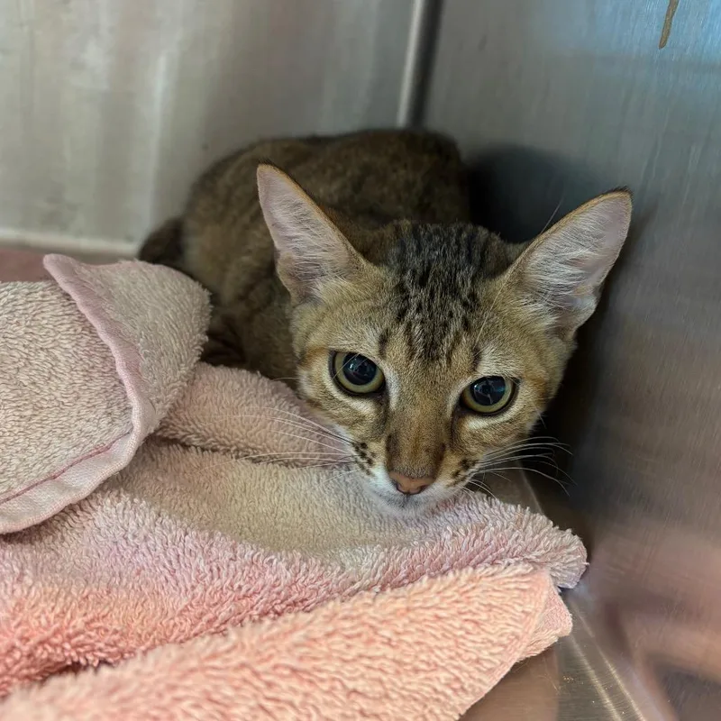 A baby small-sized male Brown / Chocolate Domestic Short Hair cat named Keegan for adoption in Englewood, FL