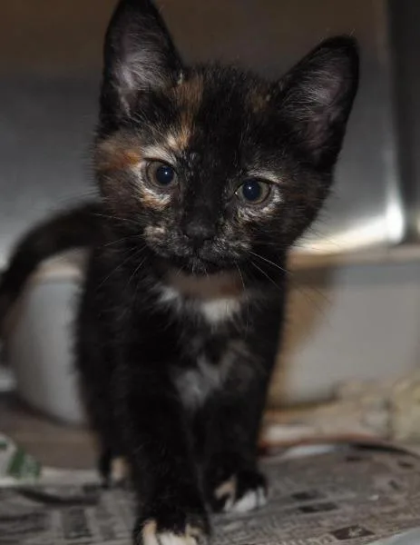 A senior medium-sized female Domestic Short Hair cat named Jada for adoption in Madison, AL