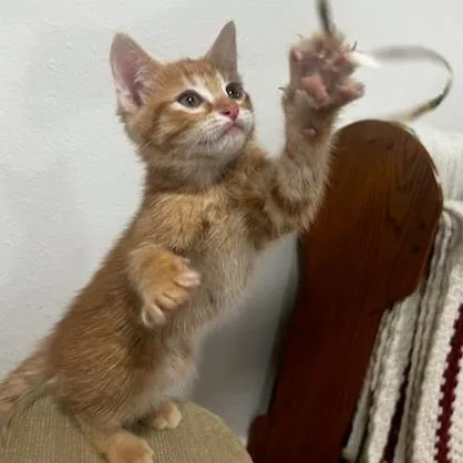 A baby small-sized male Orange / Red Domestic Short Hair cat named Harold for adoption in Belleville, IL
