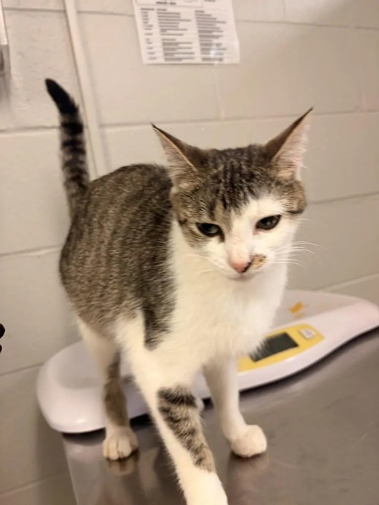 An adult small-sized female Brown / Chocolate Domestic Short Hair cat named Island for adoption in Cincinnati, OH