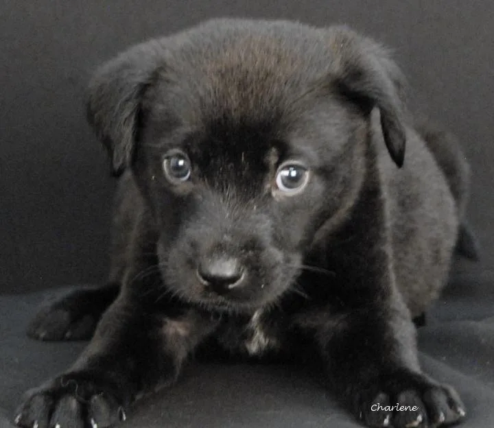 A baby medium-sized male Black Labrador Retriever dog named Fuzzy Wuzzy for adoption in Newland, NC