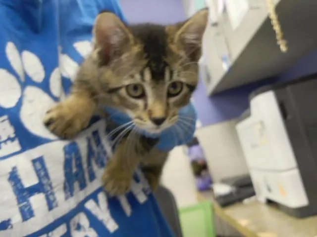 A baby small-sized male Domestic Short Hair cat named Cheddar Bob for adoption in Omaha, NE