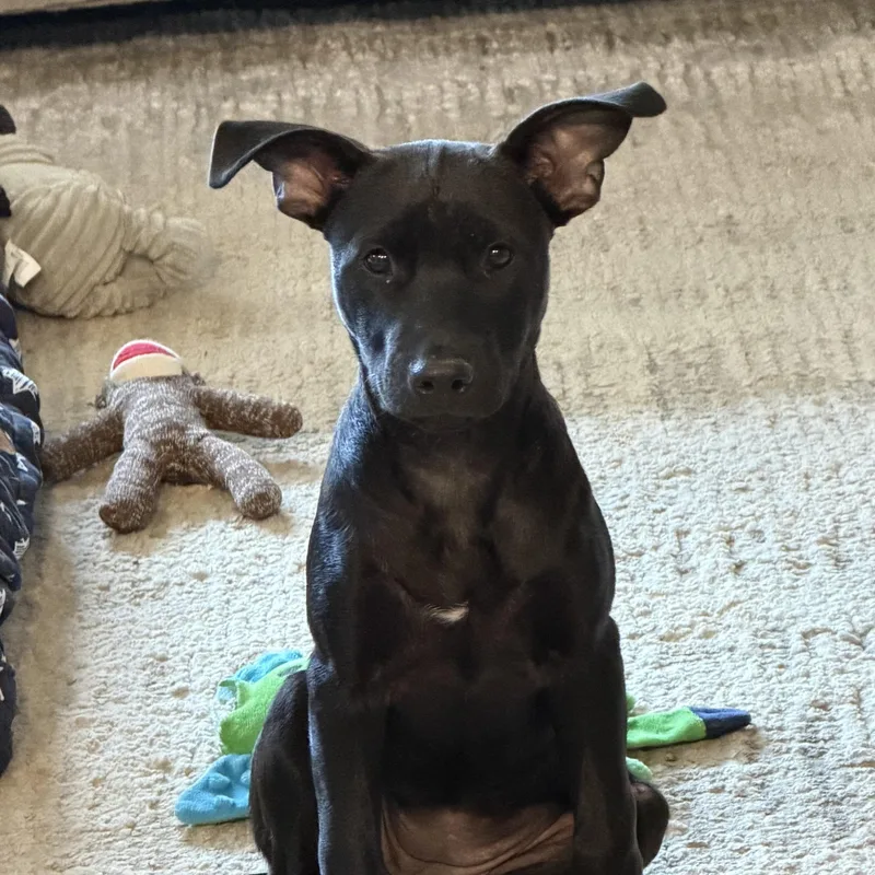 Macy