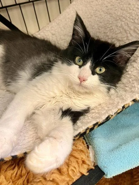 A baby medium-sized male Domestic Medium Hair cat named Hurley for adoption in Webster, WI