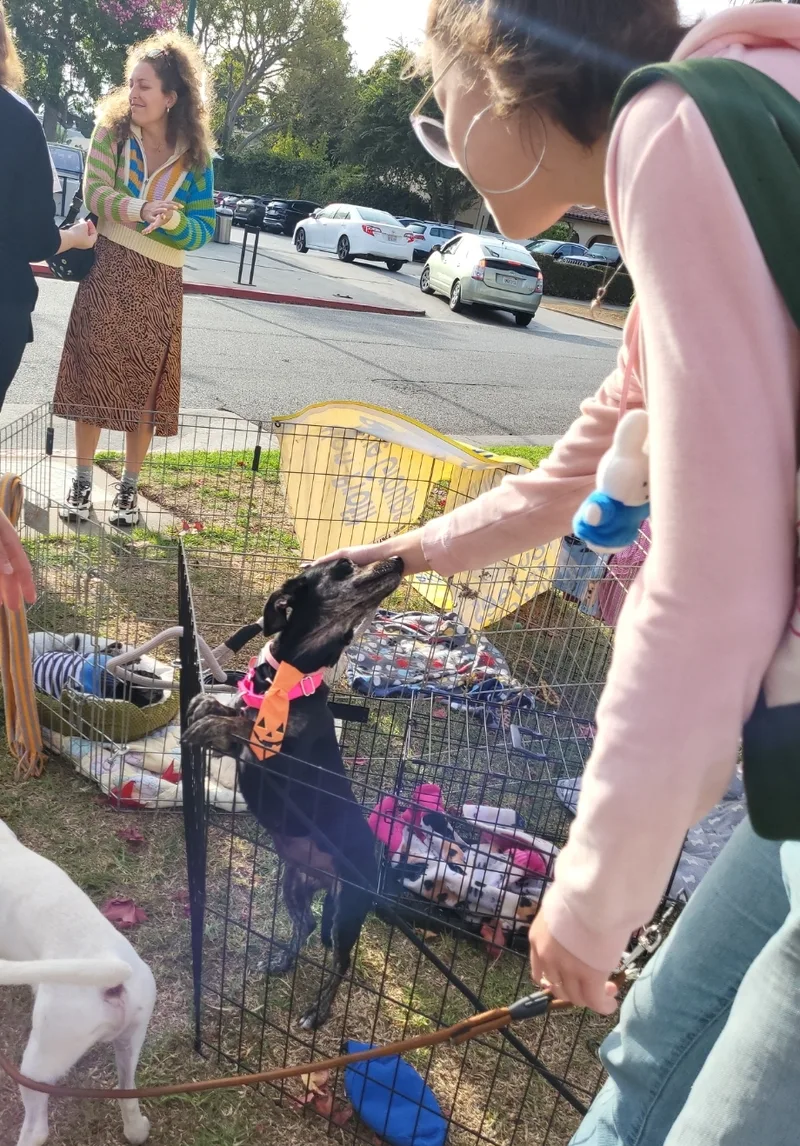 Chocoláte Chiweenie thumbnail 3