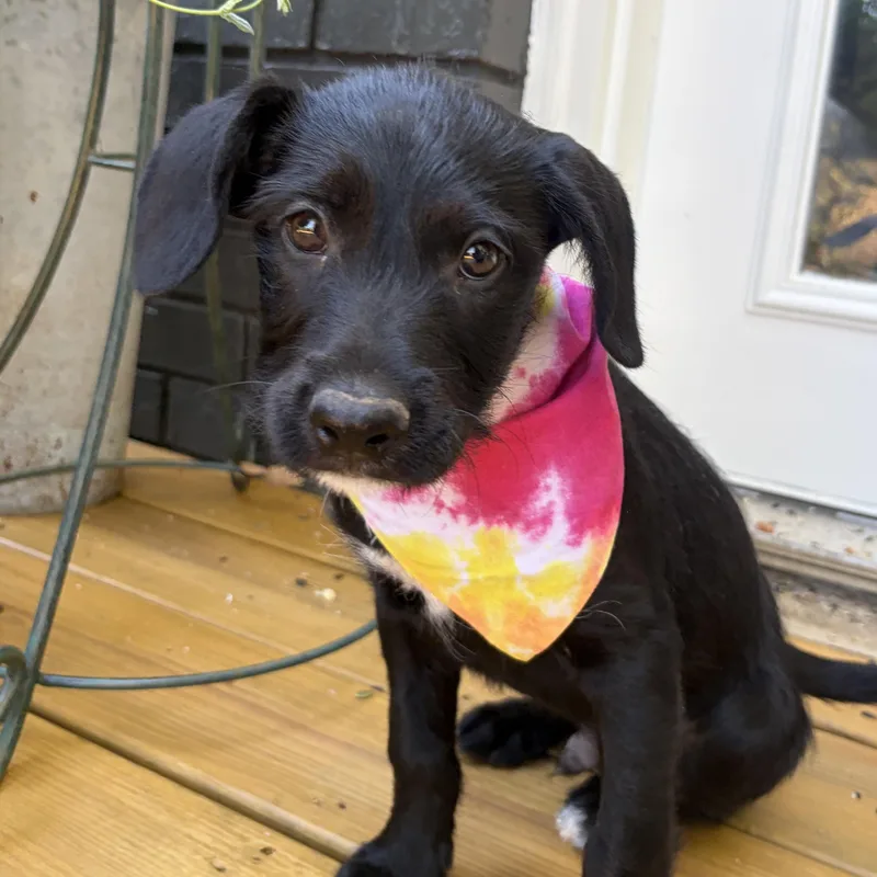 A baby small-sized male Schnoodle dog named Lucas for adoption in Cordova, TN