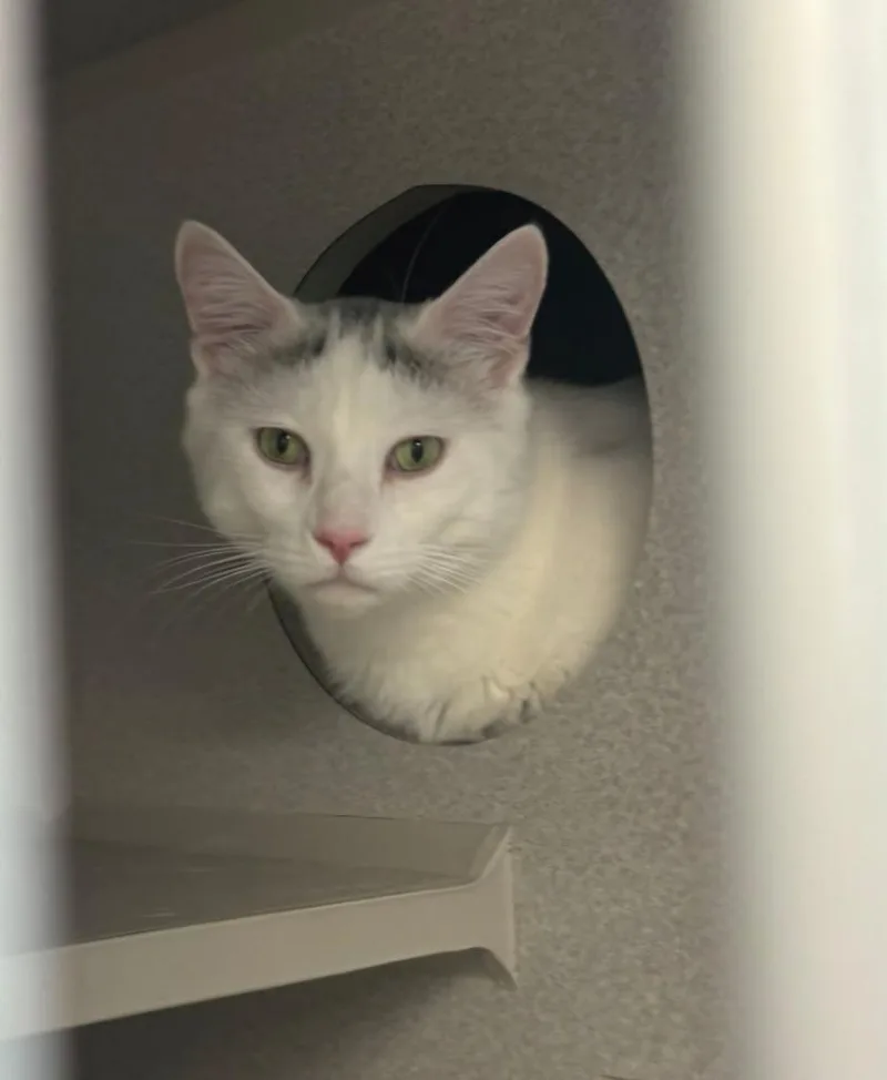 An adult large-sized male Domestic Short Hair cat named Tuck for adoption in Viroqua, WI