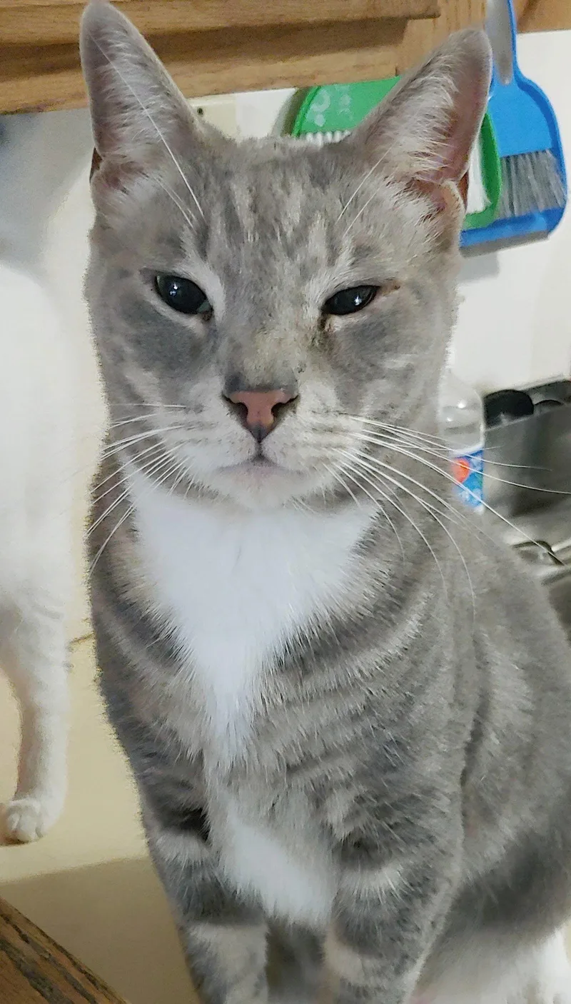 An adult large-sized male Domestic Short Hair cat named Cashew for adoption in Pompano Beach, FL