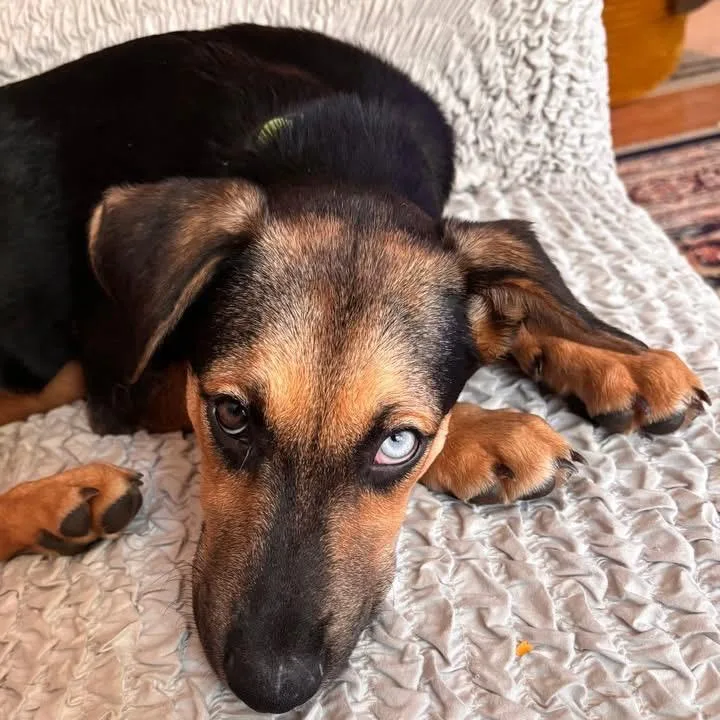 A baby small-sized female Black German Shepherd Dog dog named Olive for adoption in Stephens City, VA